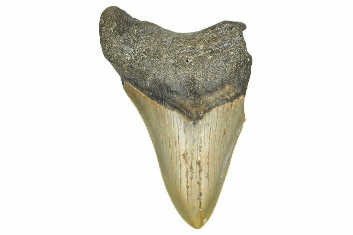 Partial, Fossil Megalodon Tooth - Serrated Blade #371721